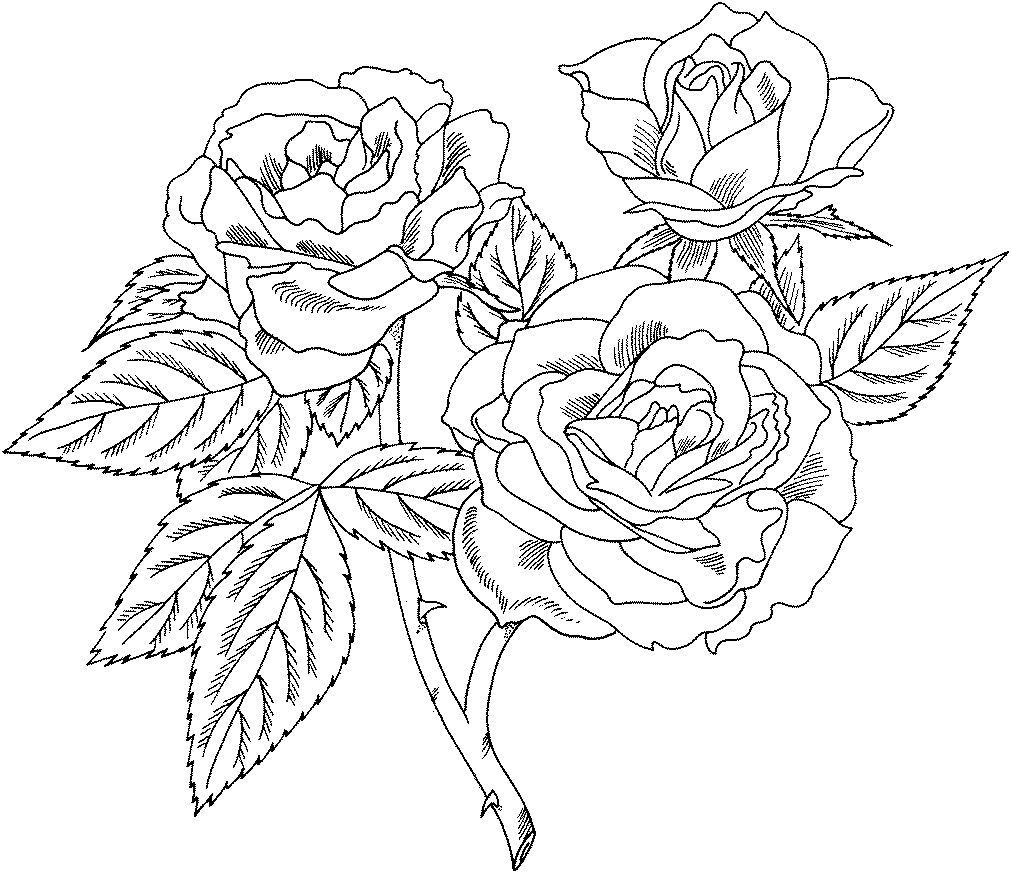 Roses Coloring Pages For Adults
 Free Printable Roses Coloring Pages For Kids