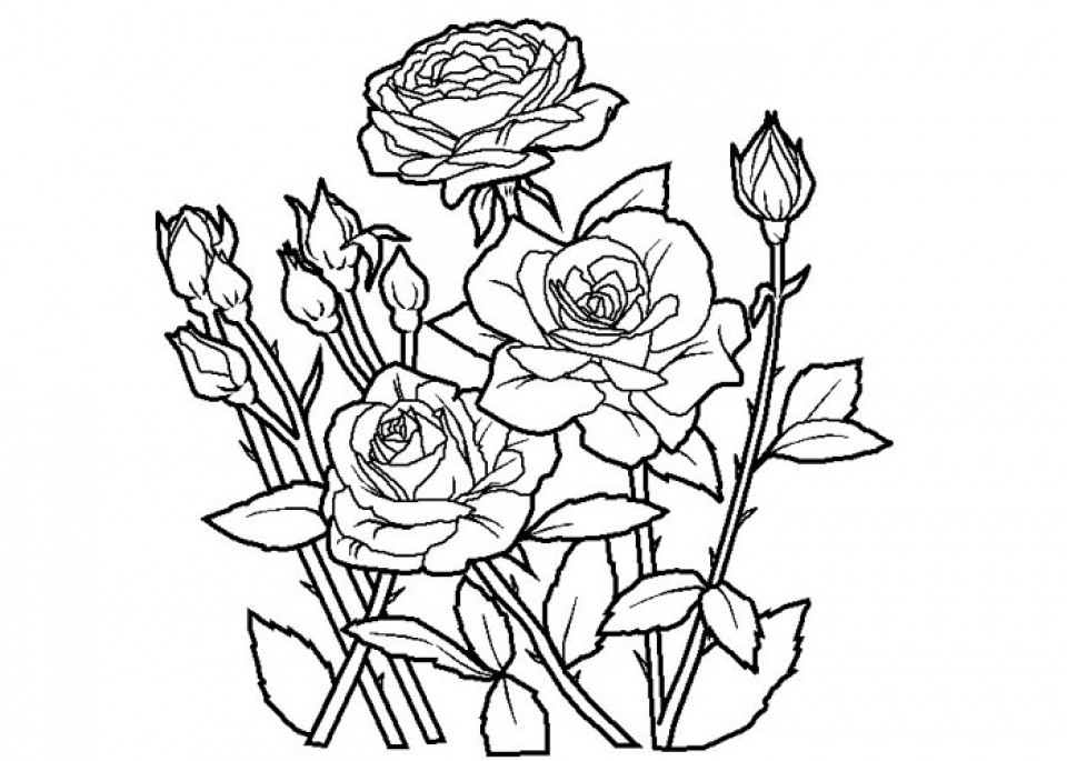 Roses Coloring Pages For Adults
 Get This Free Roses Coloring Pages for Adults to Print