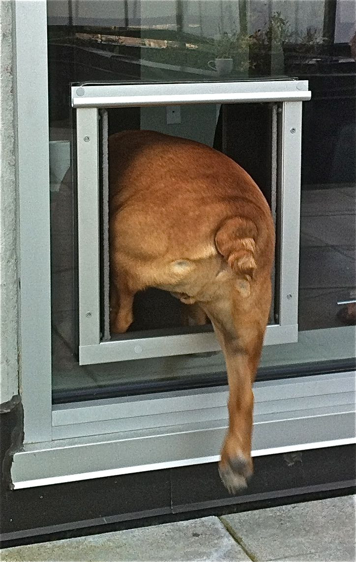Sliding Door Dog Door DIY
 Build a Dog Door for Sliding Glass Door TheyDesign