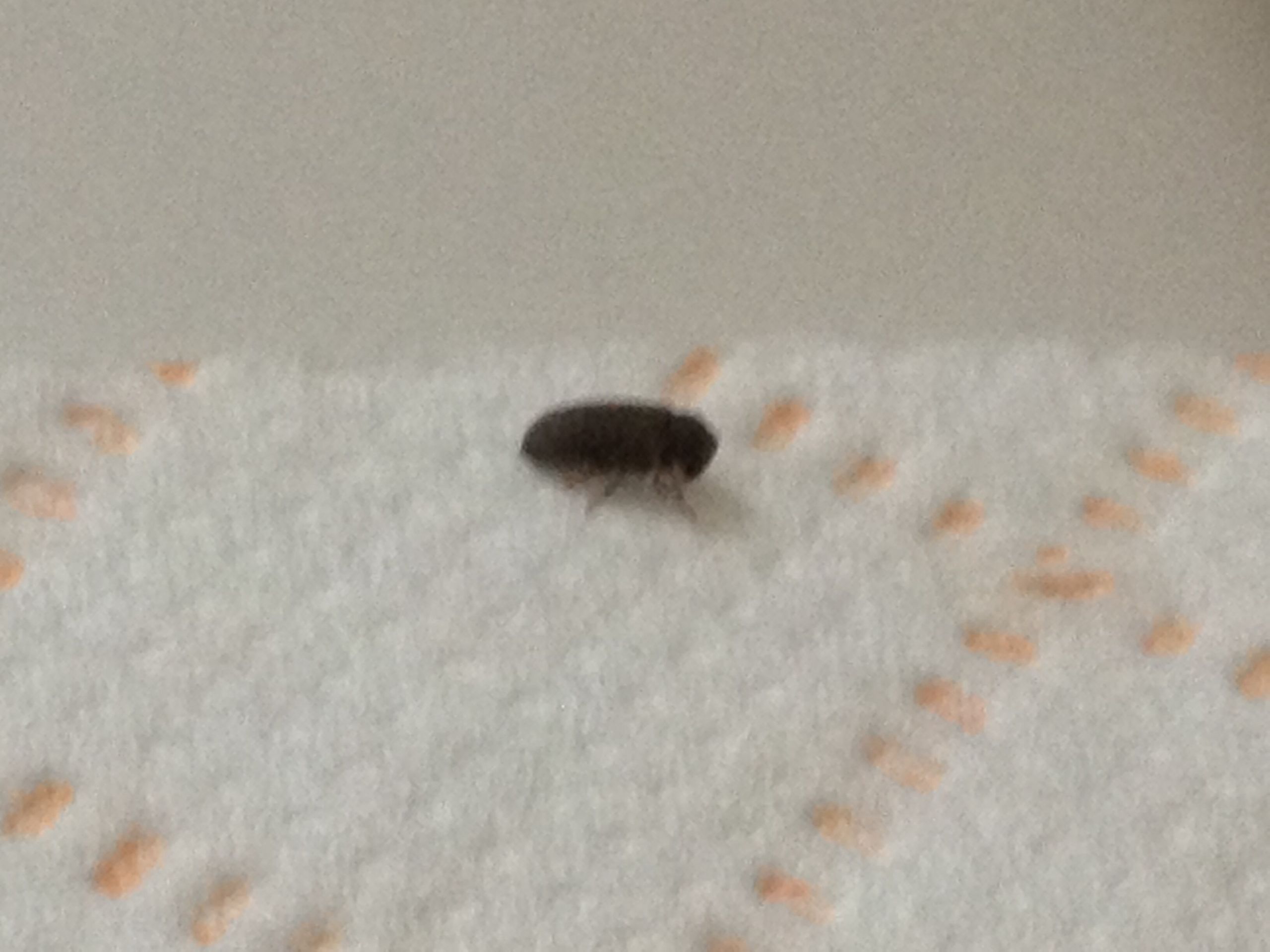 Small Black Flies In Bathroom
 NaturePlus Please help me identify tiny black bugs found