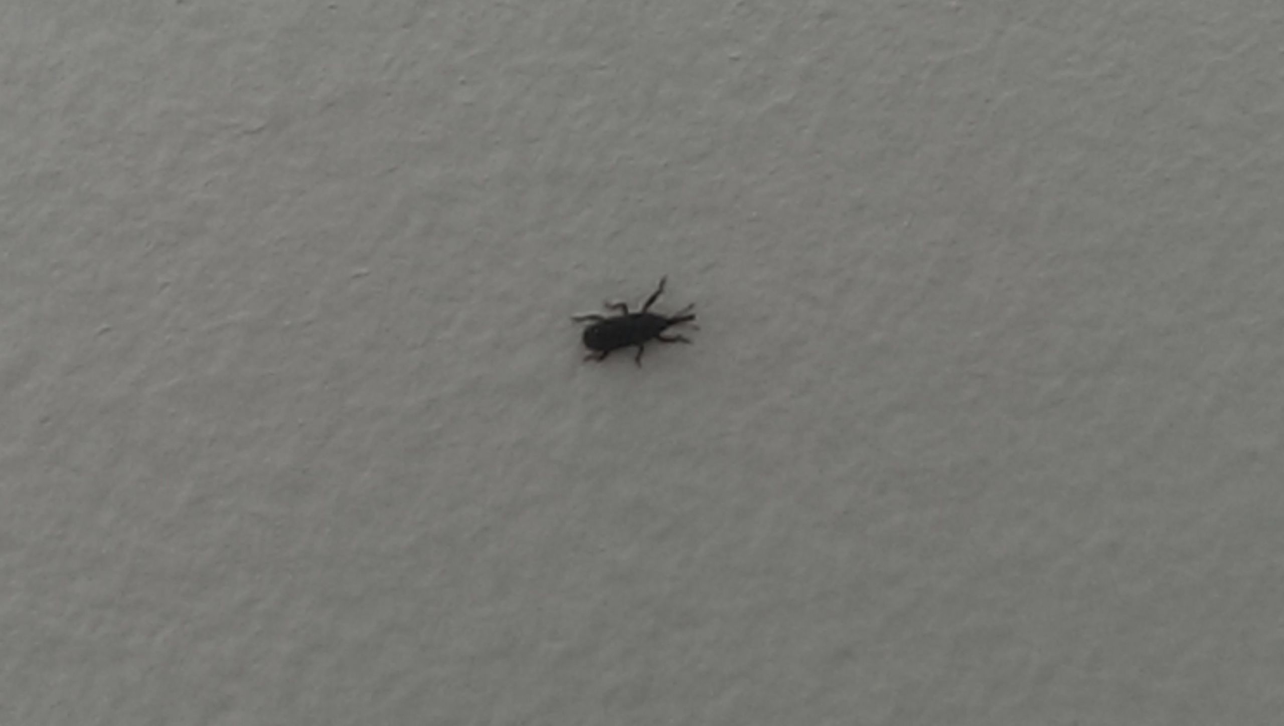 Small Black Flies In Bathroom
 Trying to identify black ant like bugs found occasionally