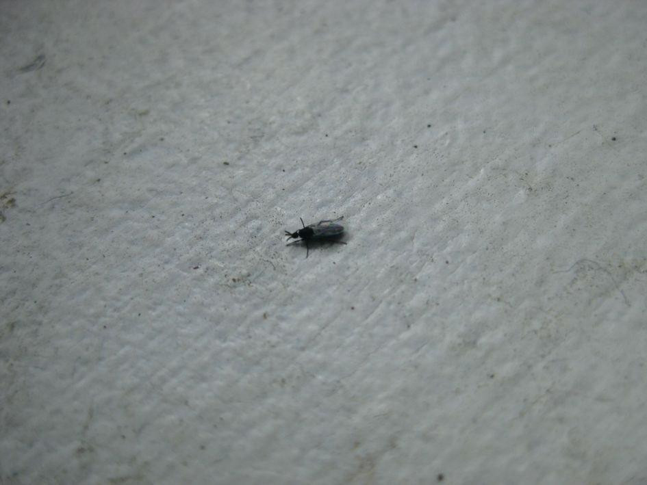 Small Black Flies In Bathroom
 Bathroom Fly What S That Bug