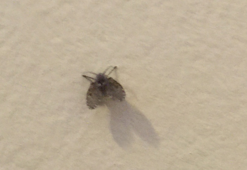 small flies in my bathroom sink areas