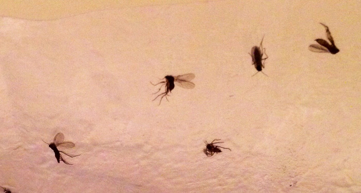 little black flies around bathroom sink