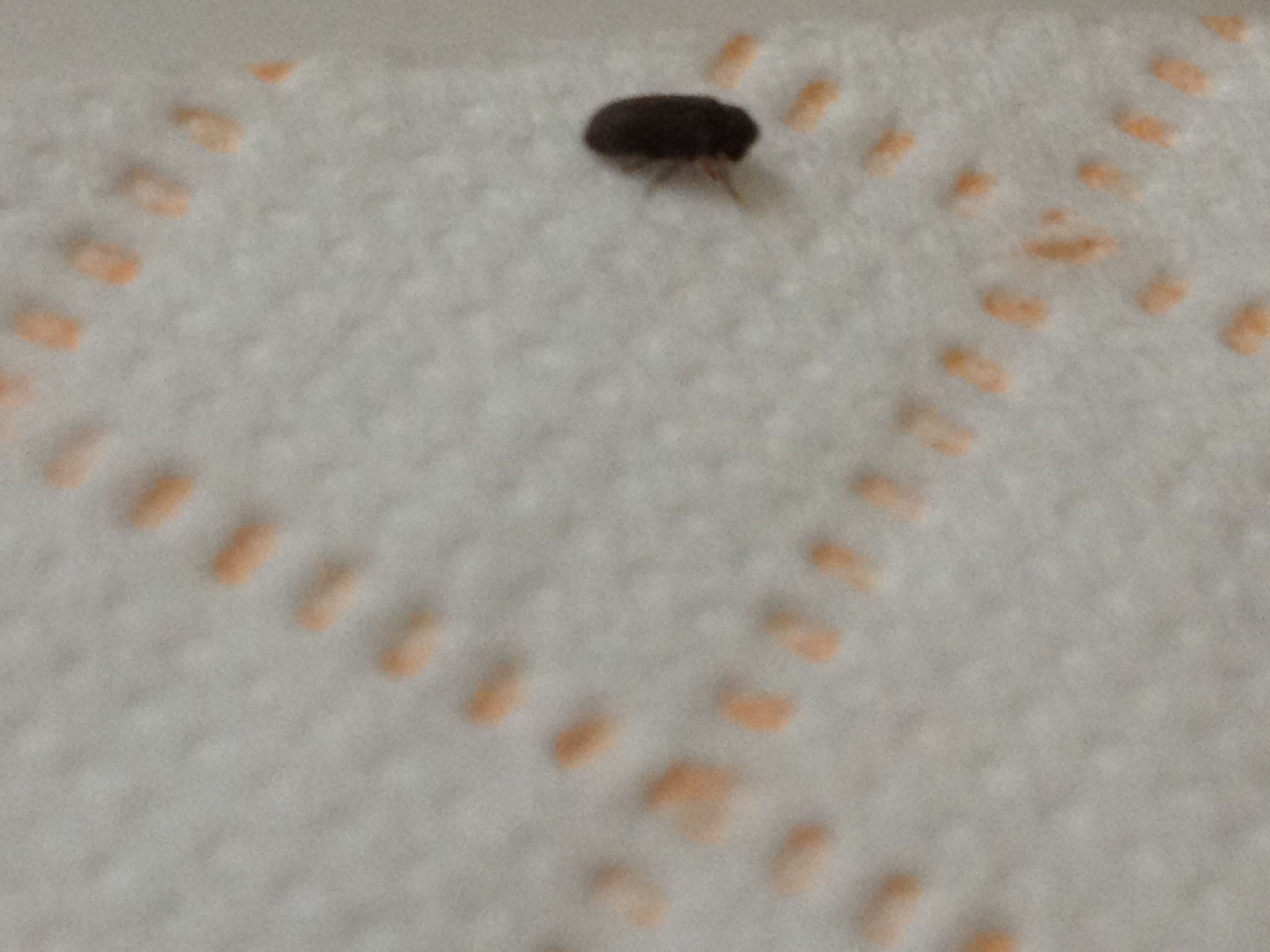 Small Black Flies In Bathroom
 NaturePlus Please help me identify tiny black bugs found