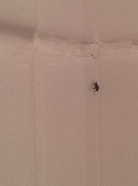 Small Black Flies In Bathroom
 NaturePlus Small Black Flies Taking Over My Flat
