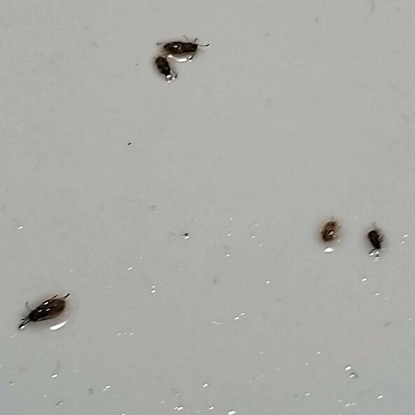 Small Black Flies In Bathroom
 Small Black Bugs In Bedroom Varied Carpet Beetle Tiny