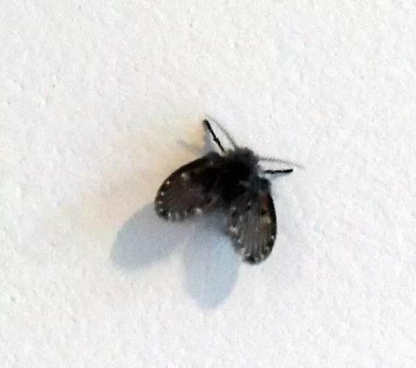 Small Black Flies In Bathroom
 Why are little black moths attracted to my house Quora