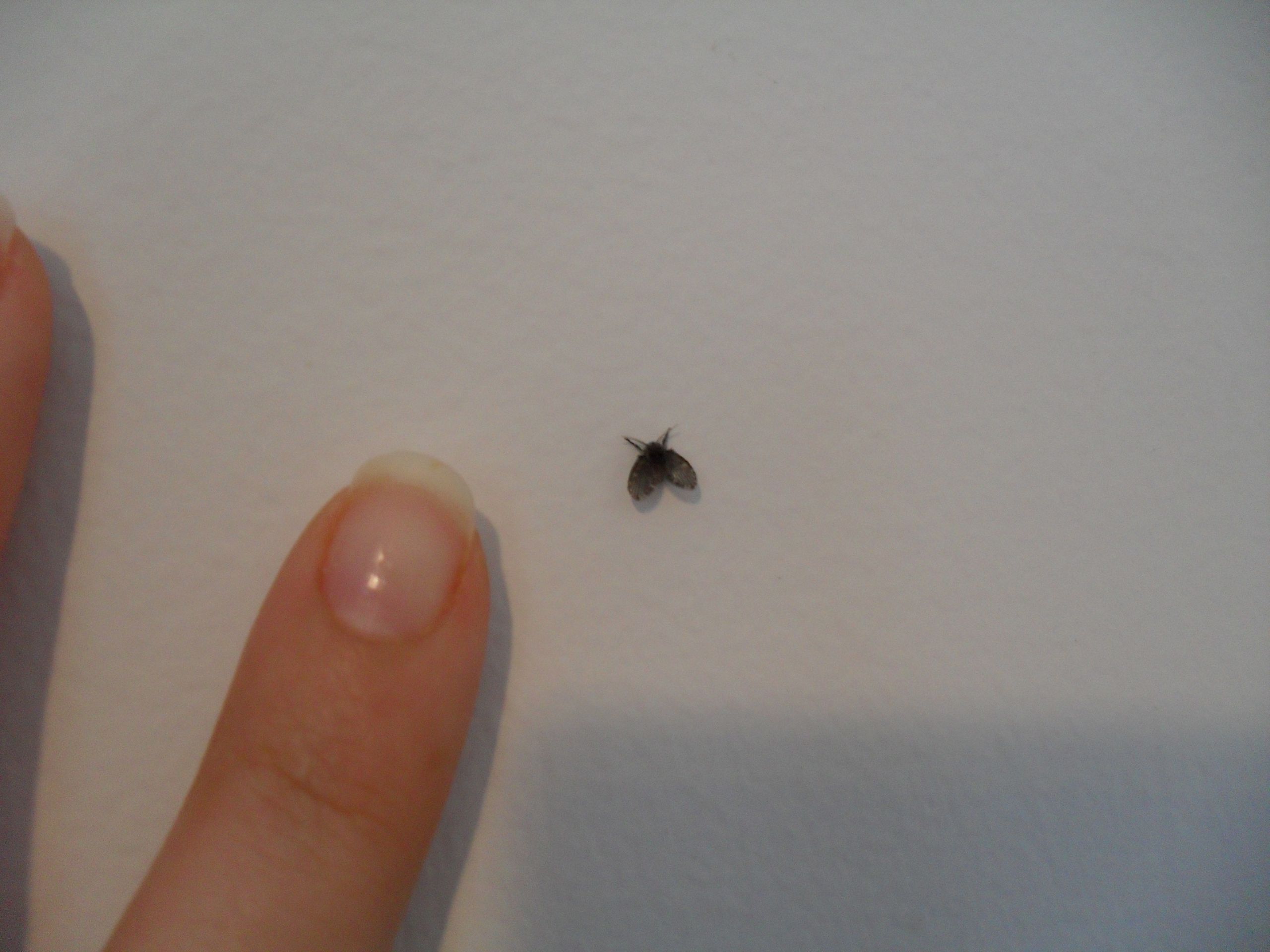 Small Black Flies In Bathroom
 301 Moved Permanently