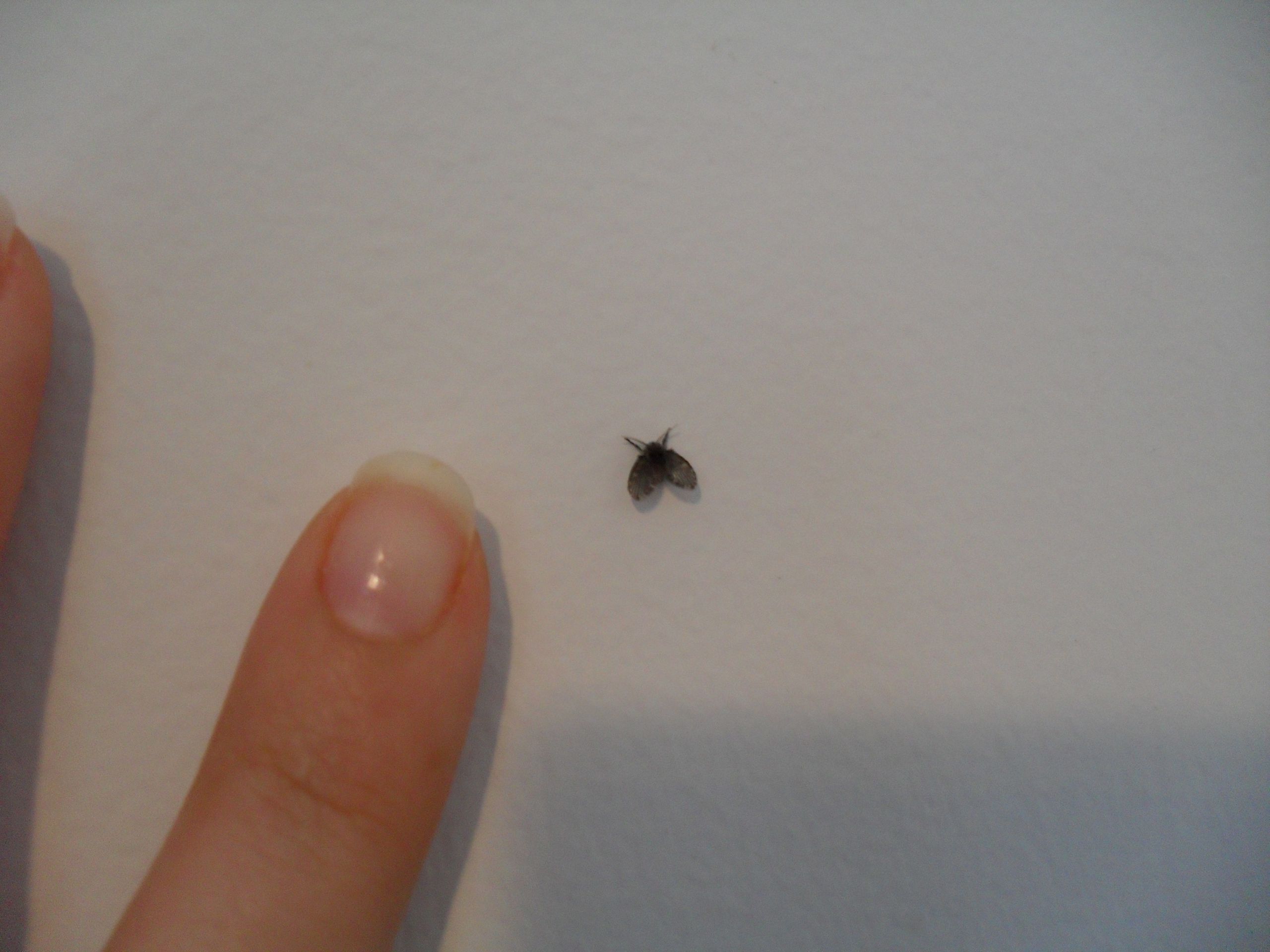 What are small black flies in bathroom