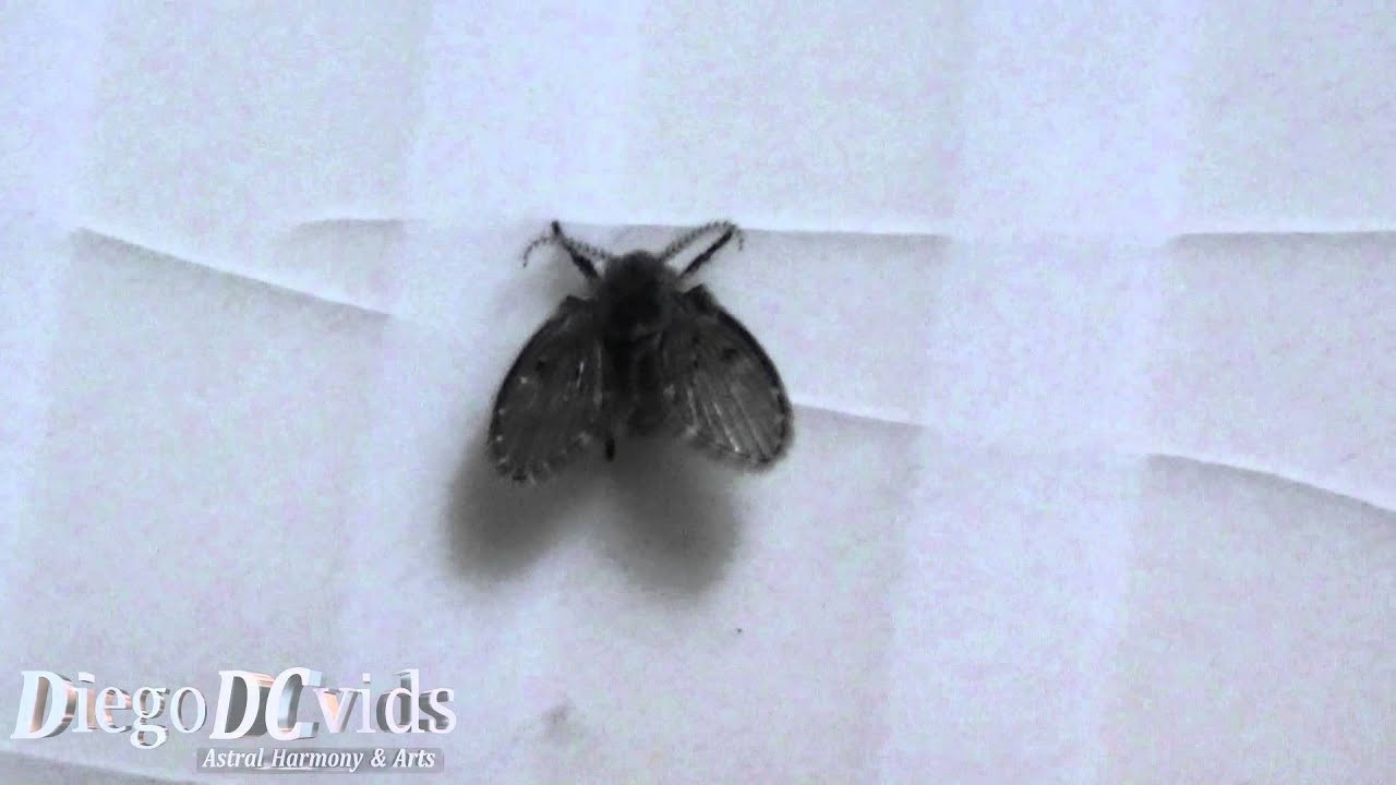 Small Black Flies In Bathroom
 Clogmia albipunctata Mothfly Psychodidae Bathroom Fly