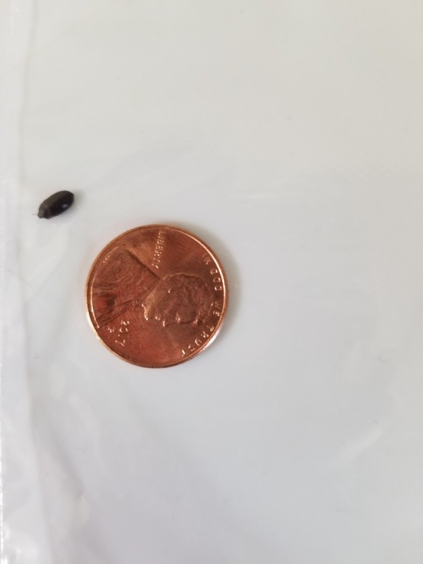 Small Bugs In Kitchen
 Identifying Small Black Bugs