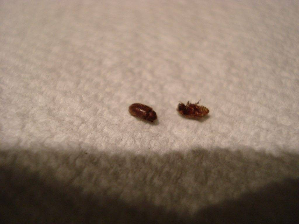 Small Bugs In Kitchen
 All Types Small Black Bugs With Hard Shell In House And