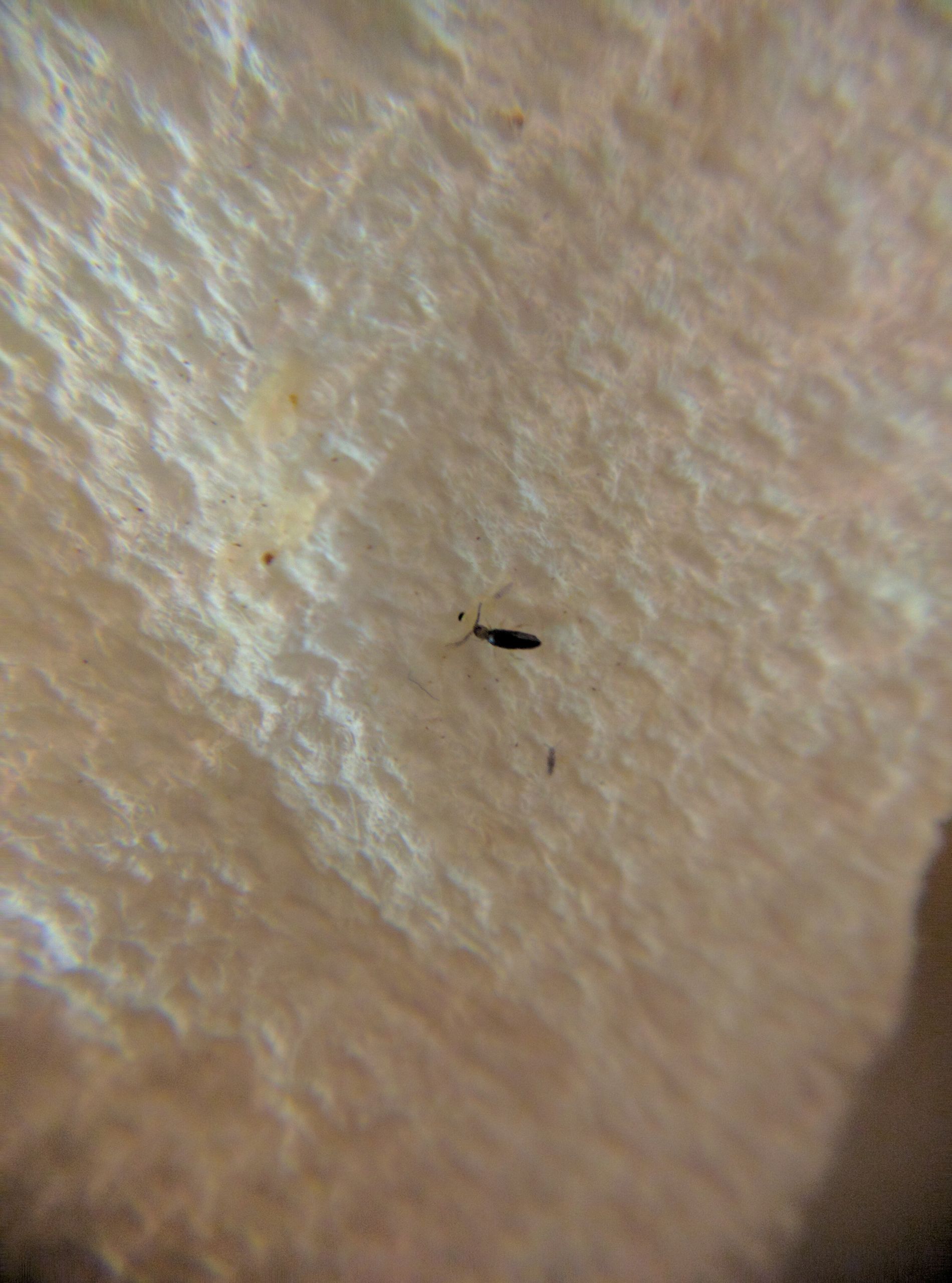 Small Bugs In Kitchen
 Super tiny bugs in kitchen Ask an Expert