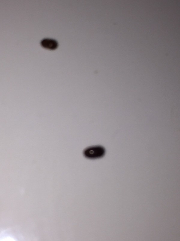 Small Bugs In Kitchen
 Identifying Small Black Bugs