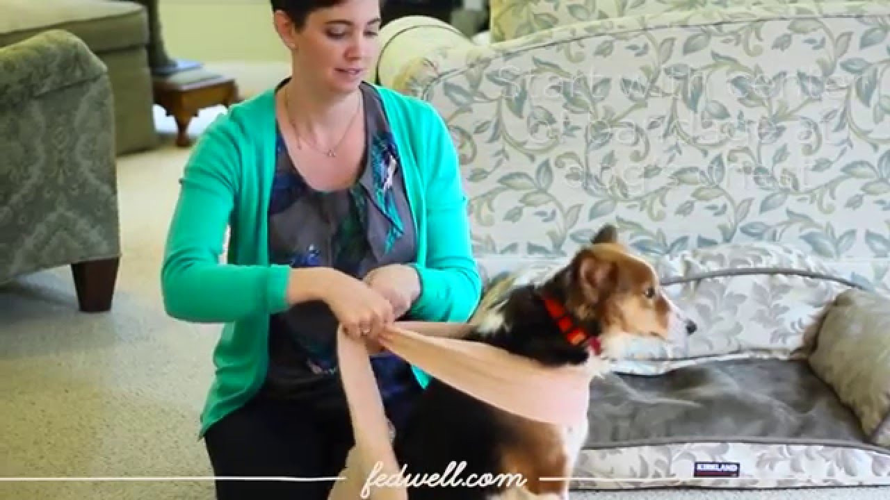 Thunder Wrap For Dogs DIY
 Anti Anxiety Wrap Hack