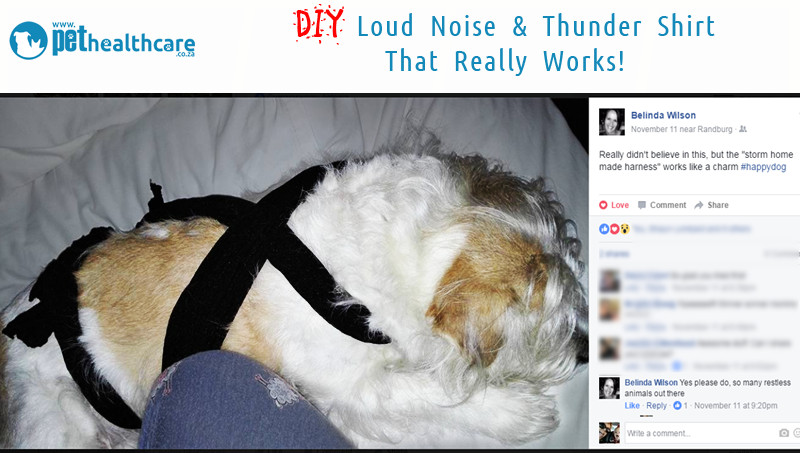 Thunder Wrap For Dogs DIY
 DIY Thunder Strap That Really Works for Stressed Dogs