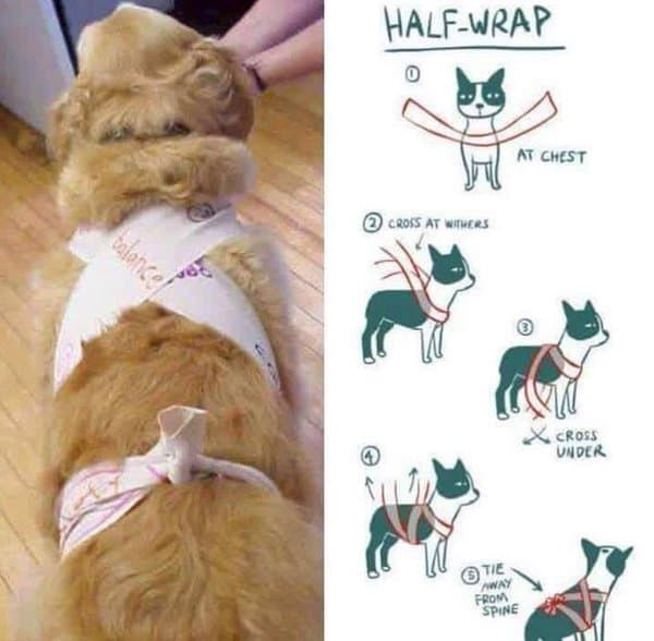 Thunder Wrap For Dogs DIY
 DIY Thundershirt How to Make Your Own Canine Anxiety Wrap
