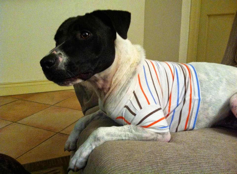 Thunder Wrap For Dogs DIY
 Mutts and Munchkins DIY Thundershirt for Dogs
