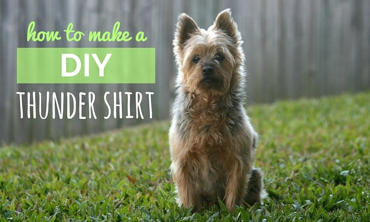 Thunder Wrap For Dogs DIY
 DIY Thundershirt How to Make Your Own Canine Anxiety Wrap