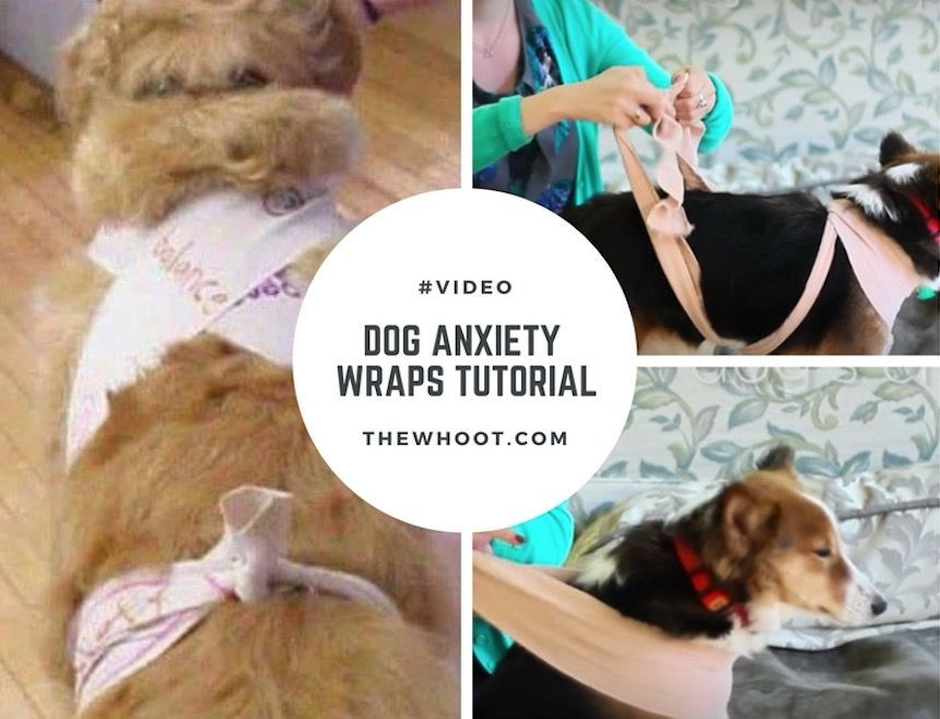 Thunder Wrap For Dogs DIY
 Dog Anxiety Wrap DIY Scarf Tutorial Easy Video