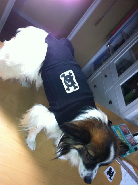 Thunder Wrap For Dogs DIY
 Free dog thunder shirt sewing pattern Jacket to help pet