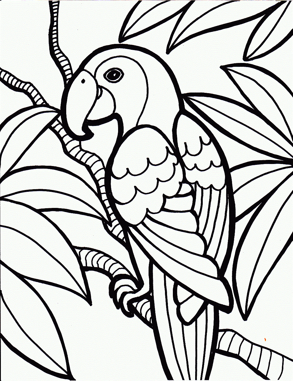 Toddler Coloring Book
 beautiful parrot coloring pages for kids to color in