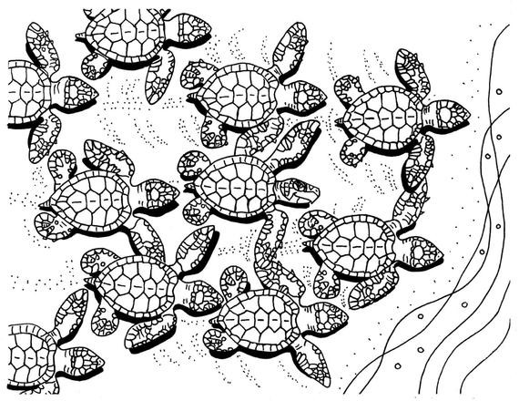 Turtle Coloring Pages For Adults
 Baby Sea Turtles coloring page sea turtle art by