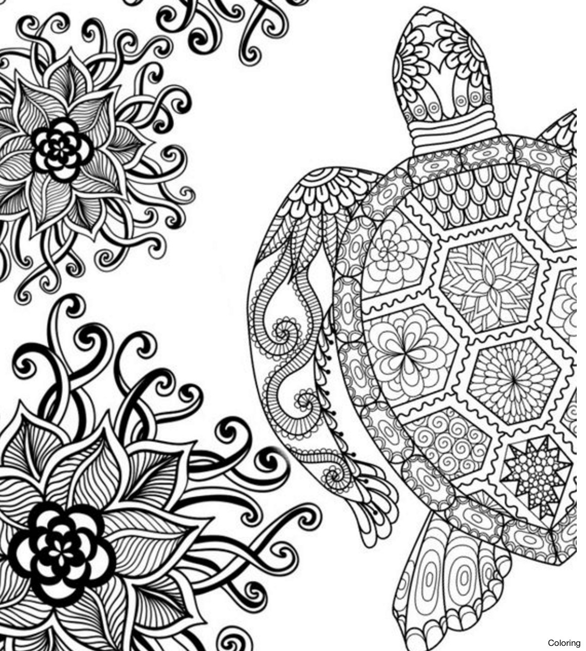 Turtle Coloring Pages For Adults
 Adult Turtle Coloring Pages Inspire 22 Best Ocean World