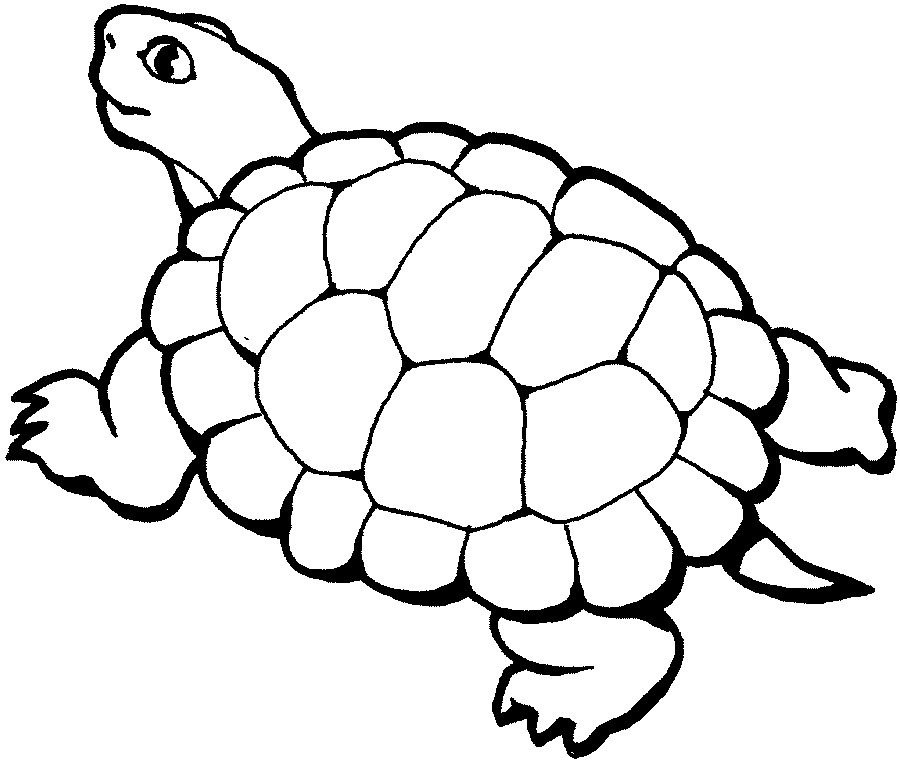 Turtle Coloring Pages Printable
 Free Printable ANimal " Turtle " Coloring Pages