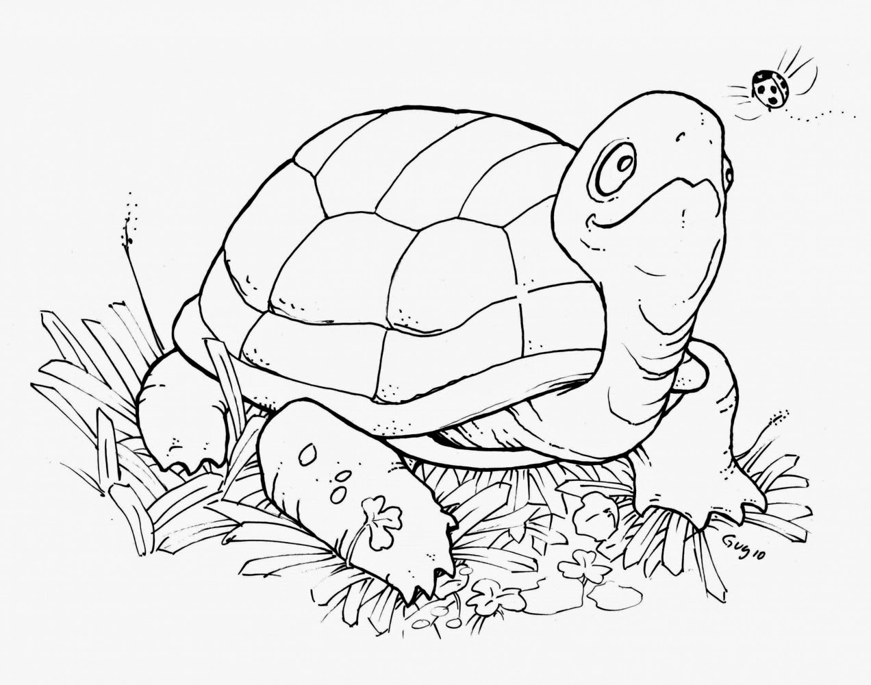 Turtle Coloring Pages Printable
 Coloring Pages Turtles Free Printable Coloring Pages