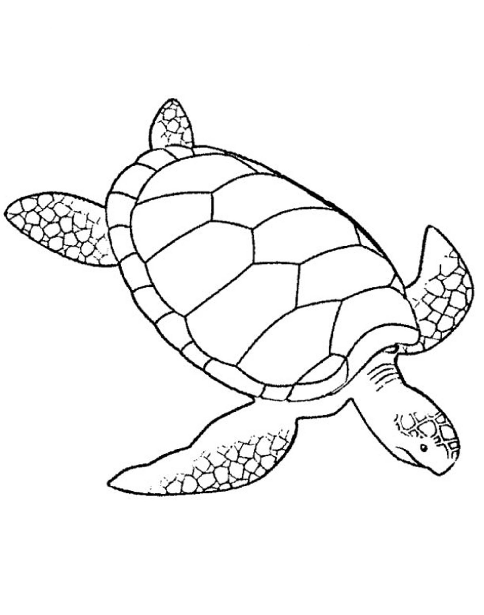 Turtle Coloring Pages Printable
 Print & Download Turtle Coloring Pages as the