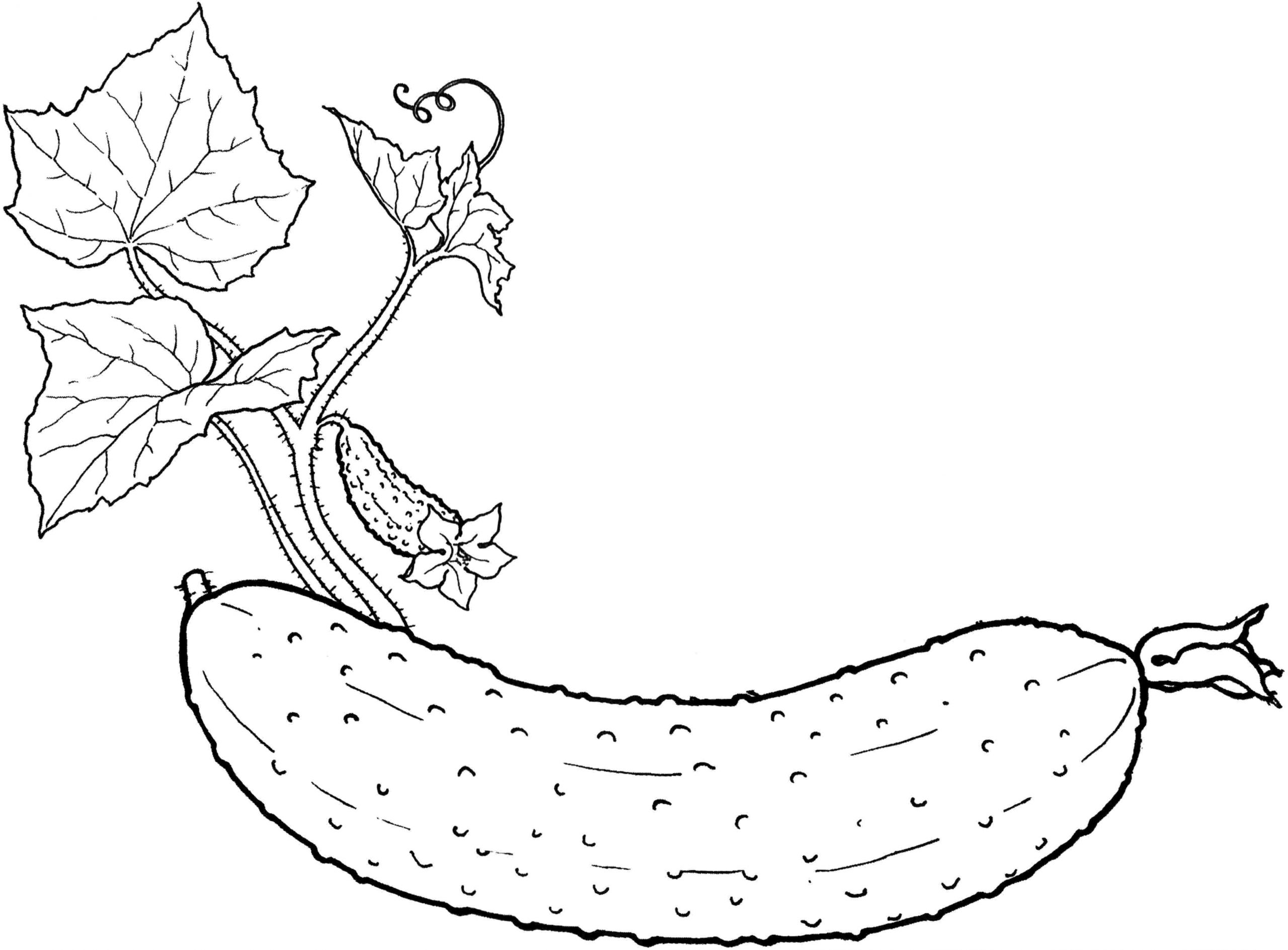 Vegetable Coloring Book Kids
 Ve able Coloring Pages for childrens printable for free