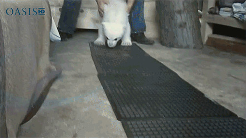 Walk Walk Fashion Baby Gif
 40 The Most Adorable Animal GIFs You ll Ever See