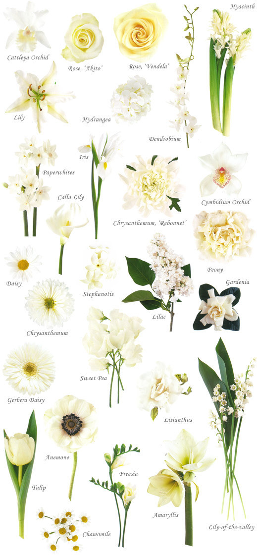 Wedding Flower Names
 Flower names by Color