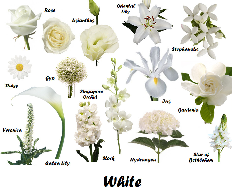 Wedding Flower Names
 white summer flowers