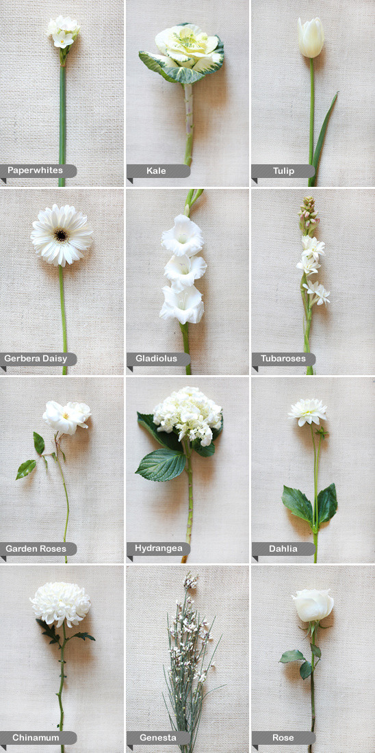Wedding Flower Names
 White Wedding Flower Guide