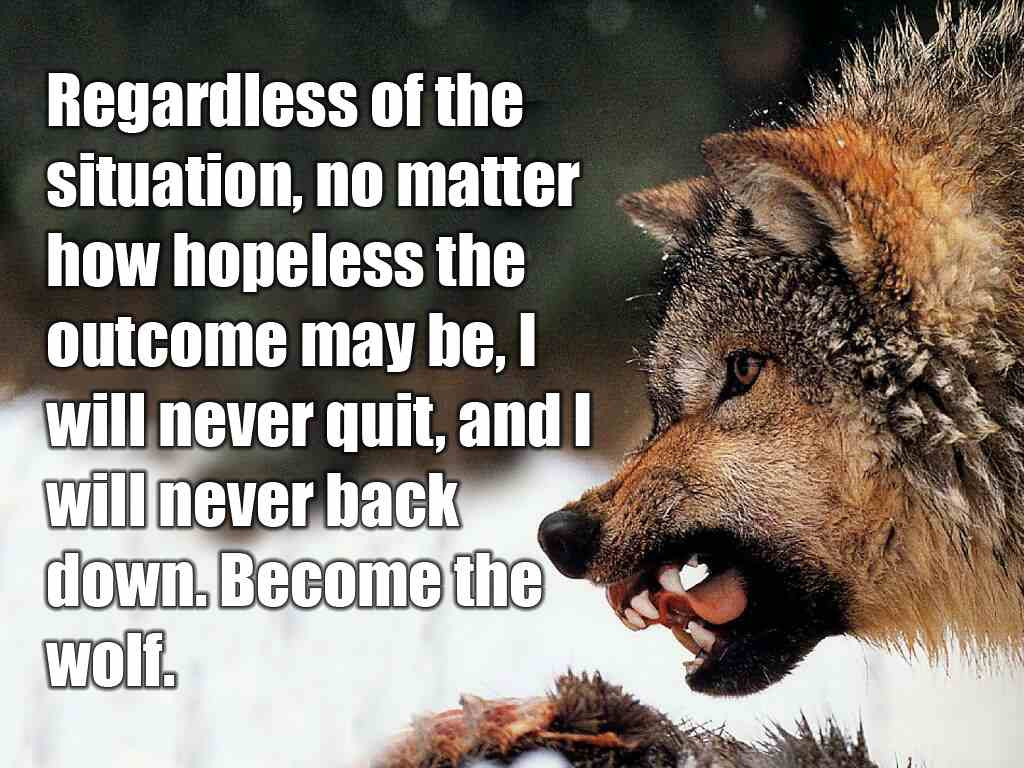 Wolf Inspirational Quotes
 Inspirational Quotes About Wolf QuotesGram