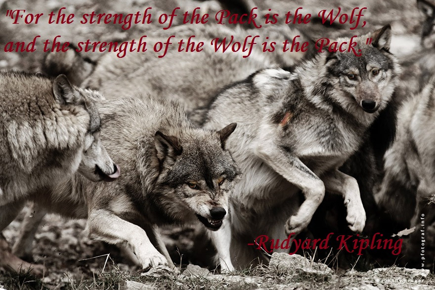 Wolf Inspirational Quotes
 Inspirational Wolf Quotes QuotesGram