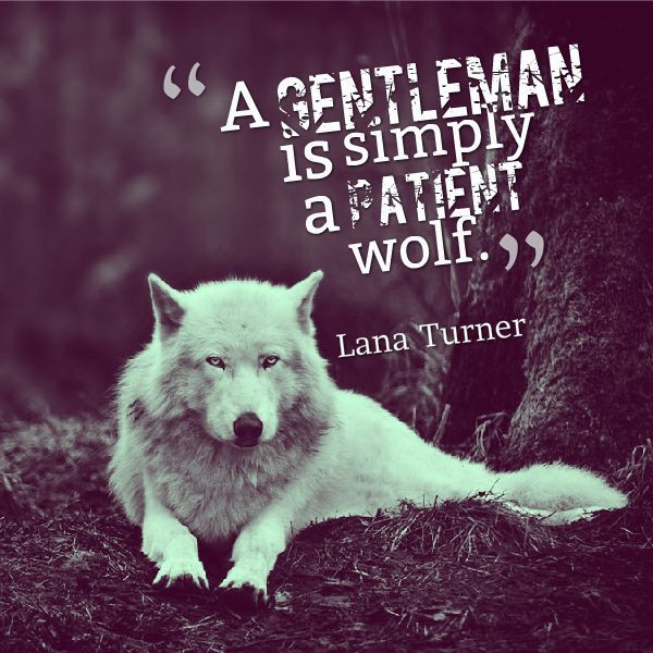 Wolf Inspirational Quotes
 Inspirational Quotes With Wolves QuotesGram
