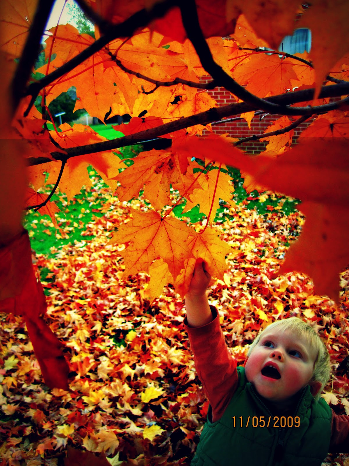 Beautiful Fall Quotes
 Daughter of the Stars "Autumn the year’s last loveliest