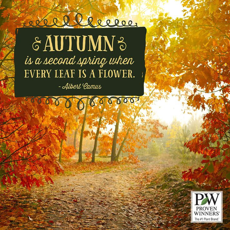 Beautiful Fall Quotes
 26 best Beautiful Quotes to images on Pinterest