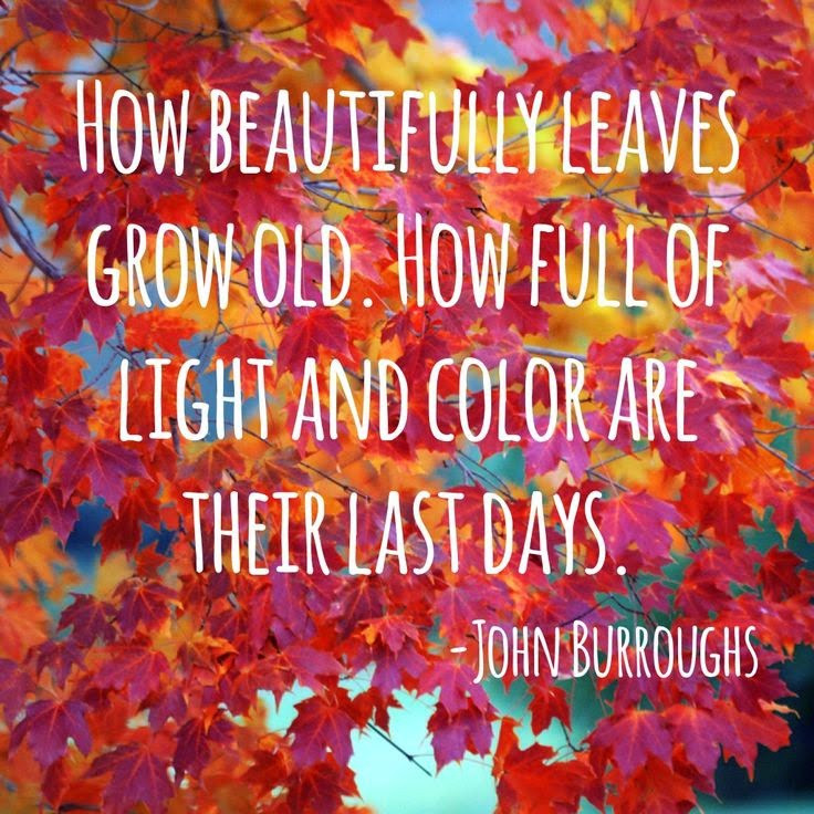 Fall Color Quotes
 All Things Audry "Fall" in love with Autumn Ten Quotes