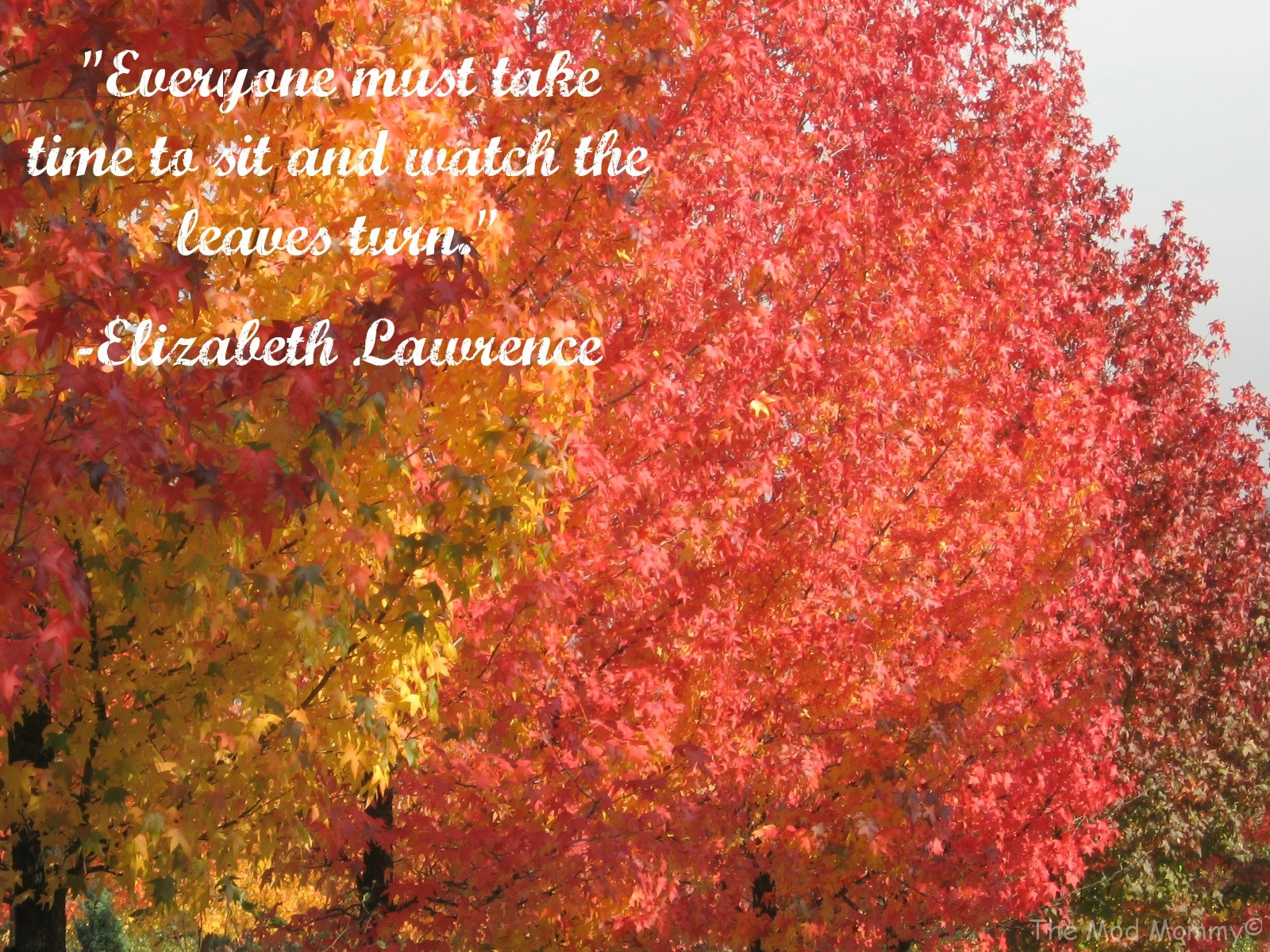 Fall Color Quotes
 Fall Leave Colors Quotes QuotesGram