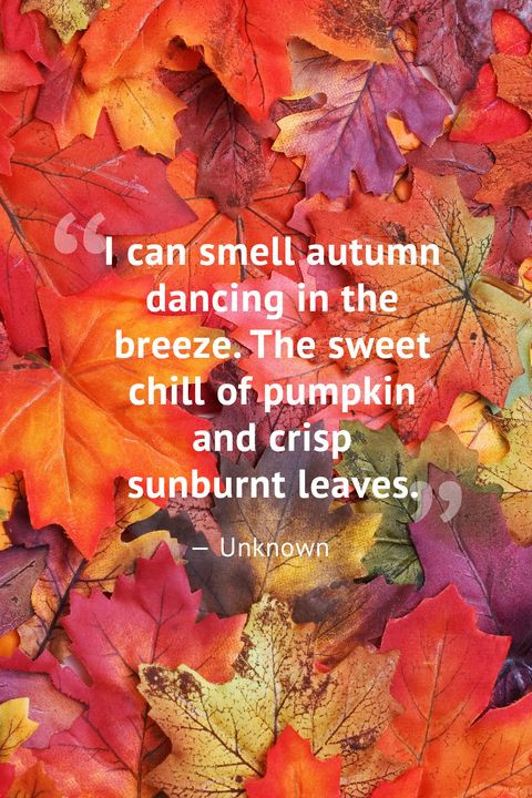 Fall Color Quotes
 10 Beautiful Fall Quotes Best Sayings About Autumn