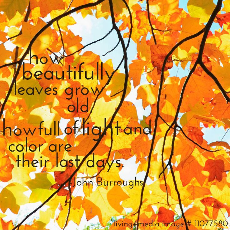 Fall Color Quotes
 Happy Fall Quotes QuotesGram
