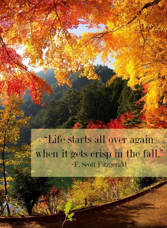 Fall Is In The Air Quotes
 "Life starts all over again when it s crisp in the fall