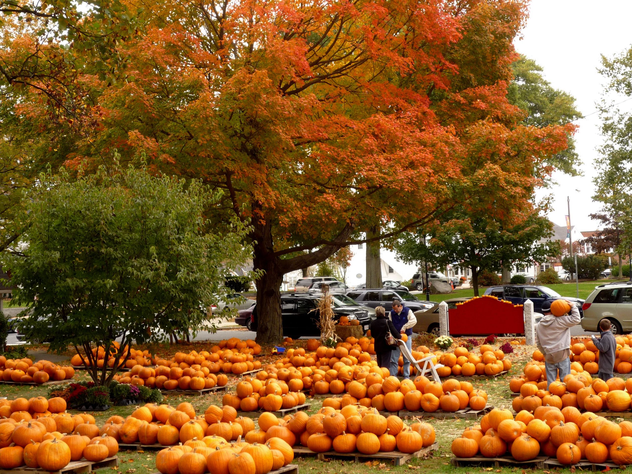 Fall Vacations Ideas
 Pumpkin Patch at Epiphany Church in Walpole MA – The