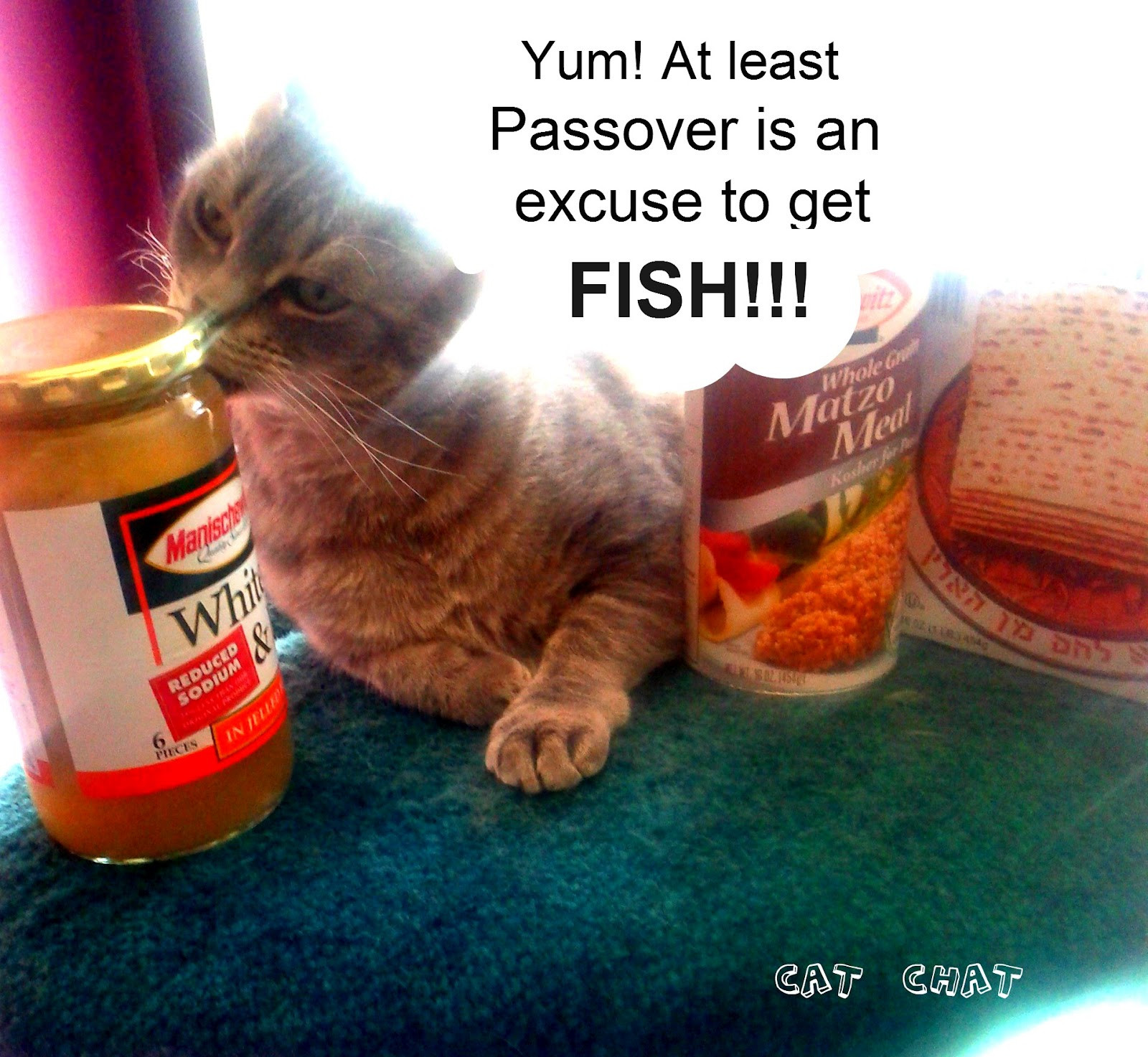 Kosher For Passover Cat Food
 Cat Chat With Caren And Cody Passover Starts Tonight At