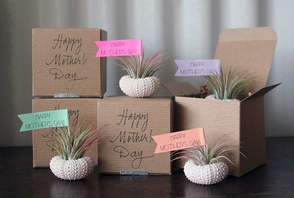 Mothers Day Date Ideas
 Air Plant Garden mothers day t ideas
